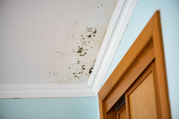 Best Mold Removal Company Near Me  in Canonsburg, PA