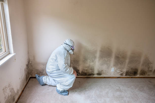 Best Office Mold Removal Services  in Canonsburg, PA