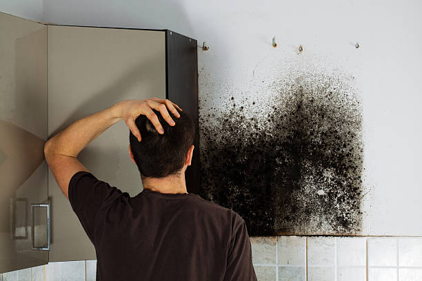 Best Mold Damage Repair  in Canonsburg, PA