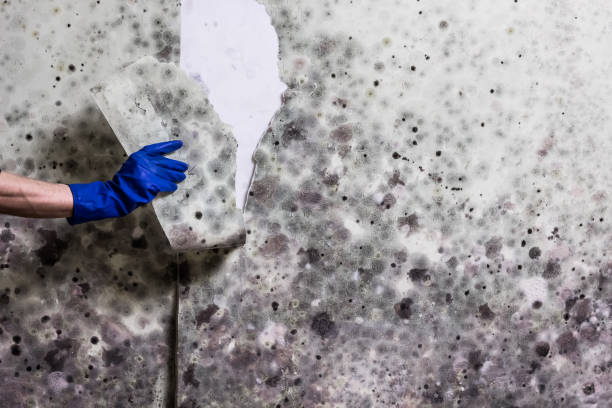 Best Mold Removal Specialists  in Canonsburg, PA