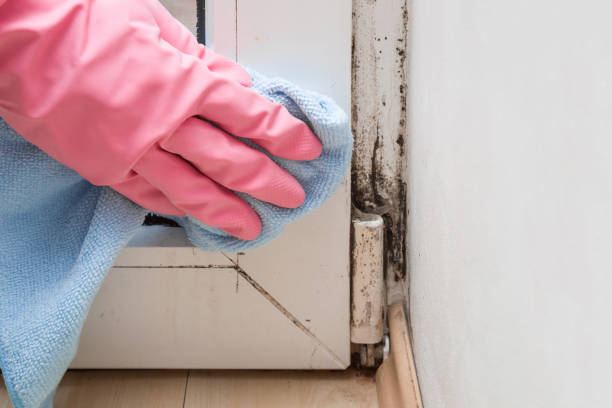 Best Mold Remediation Experts  in Canonsburg, PA