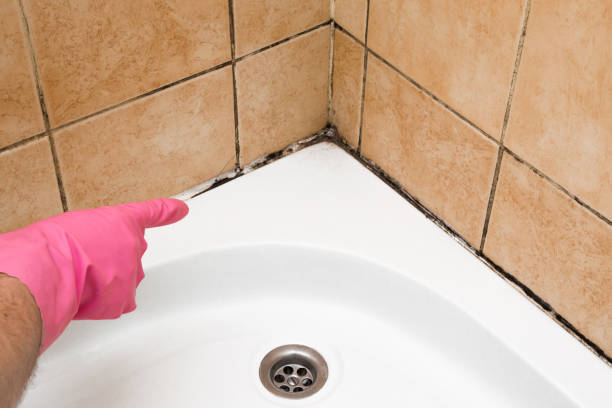 Reliable Canonsburg, PA Mold Removal Solutions