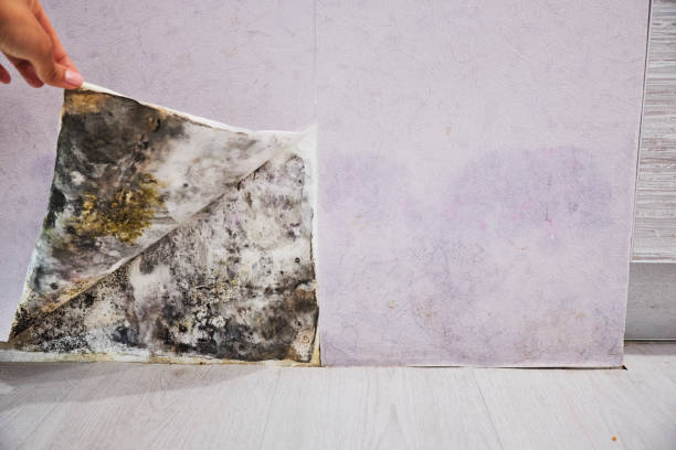 Best Mold Damage Repair  in Canonsburg, PA
